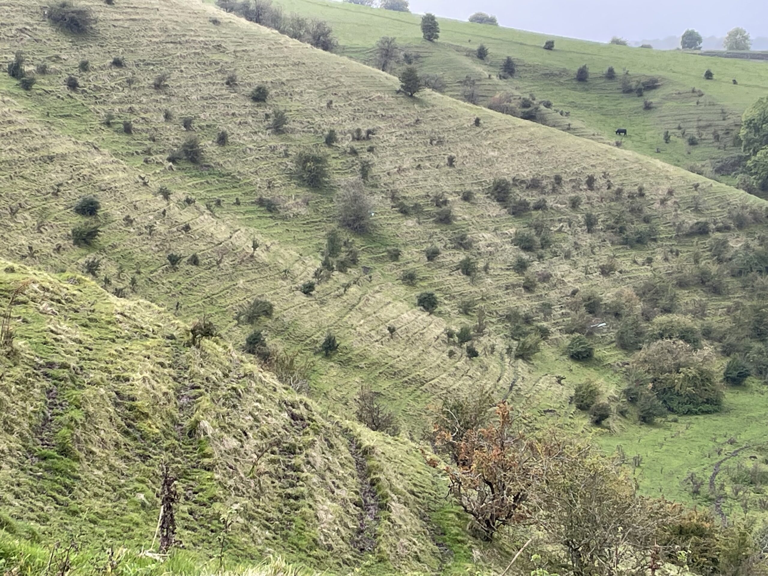 Little lynchets